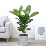 大型绿植在室内设计中的搭配